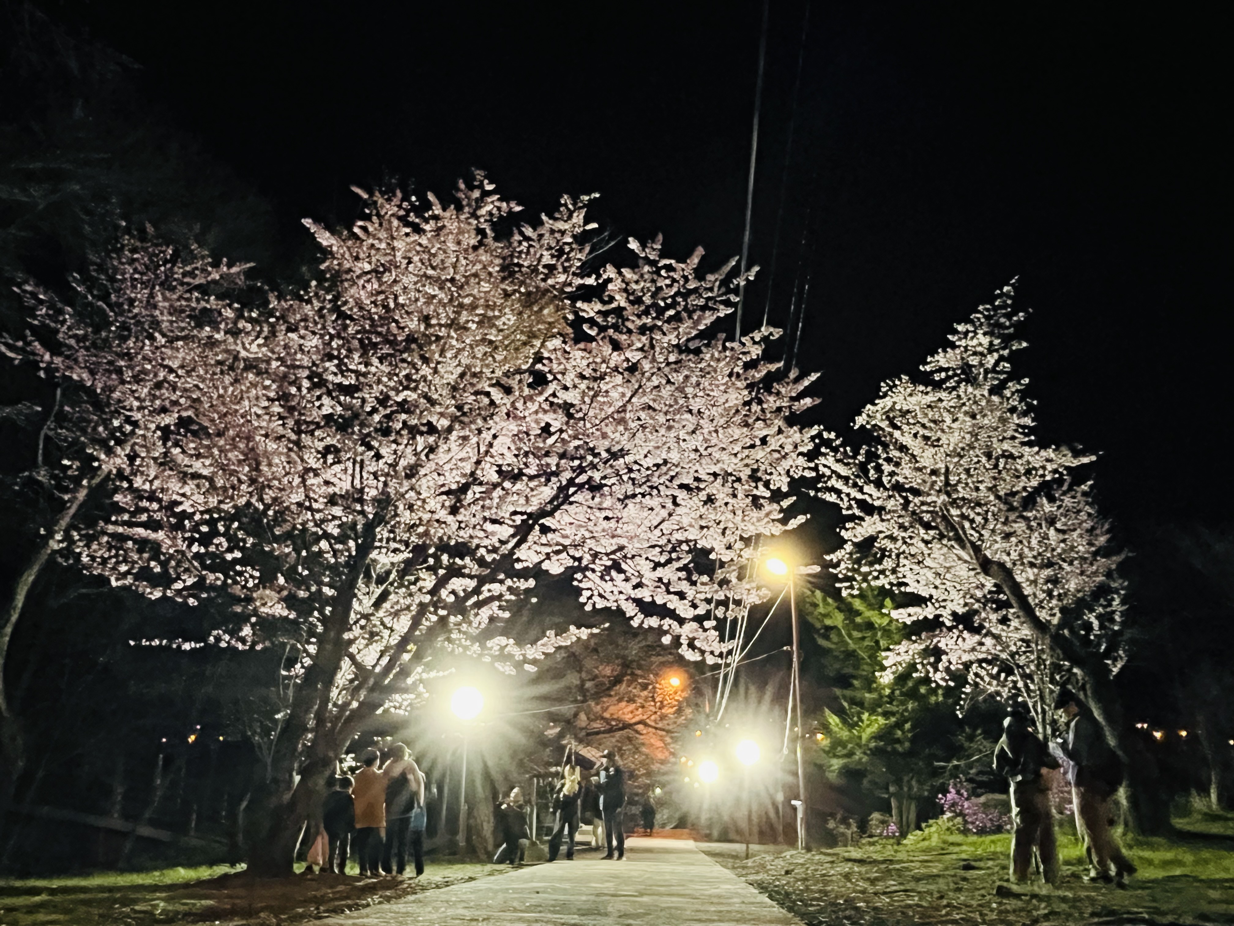 新得山桜 ライトアップ